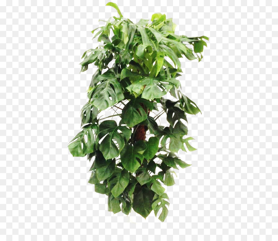 Planta Verde，Folhas PNG