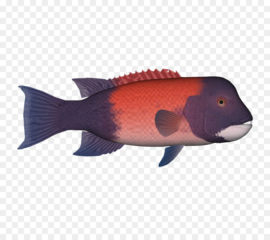 Peixe De Desenho Animado，Peixe PNG