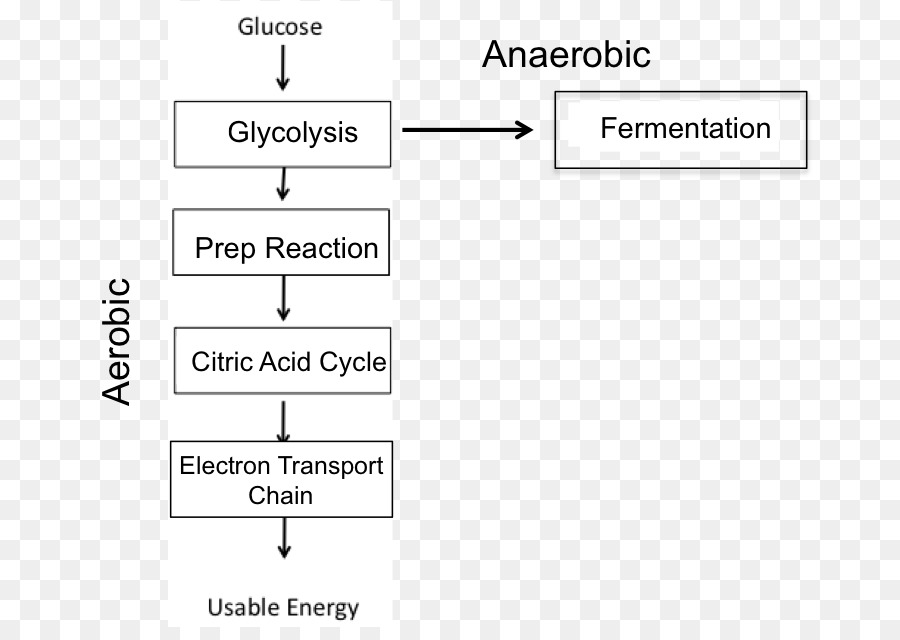 Processos Aeróbicos E Anaeróbicos，Glicólise PNG