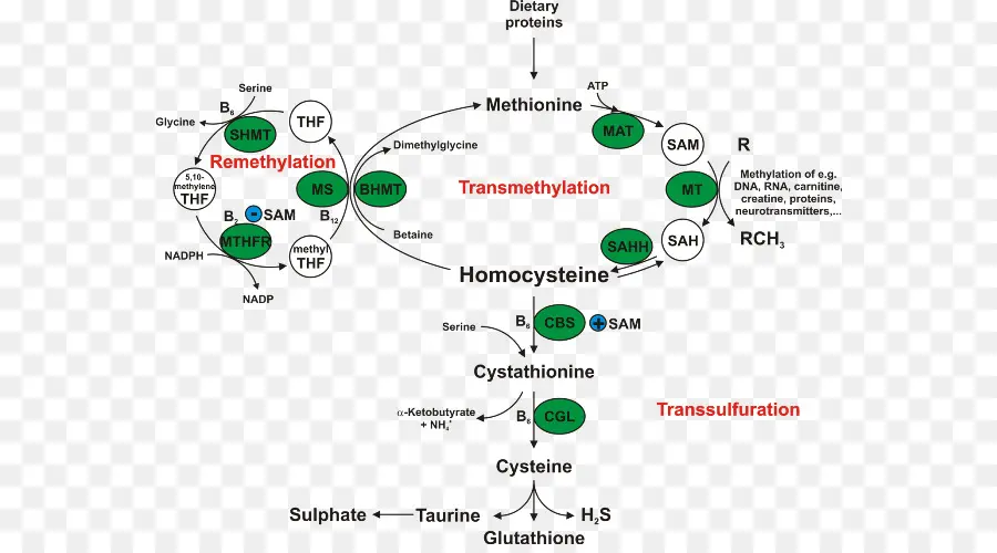 Caminho Bioquímico，Metionina PNG
