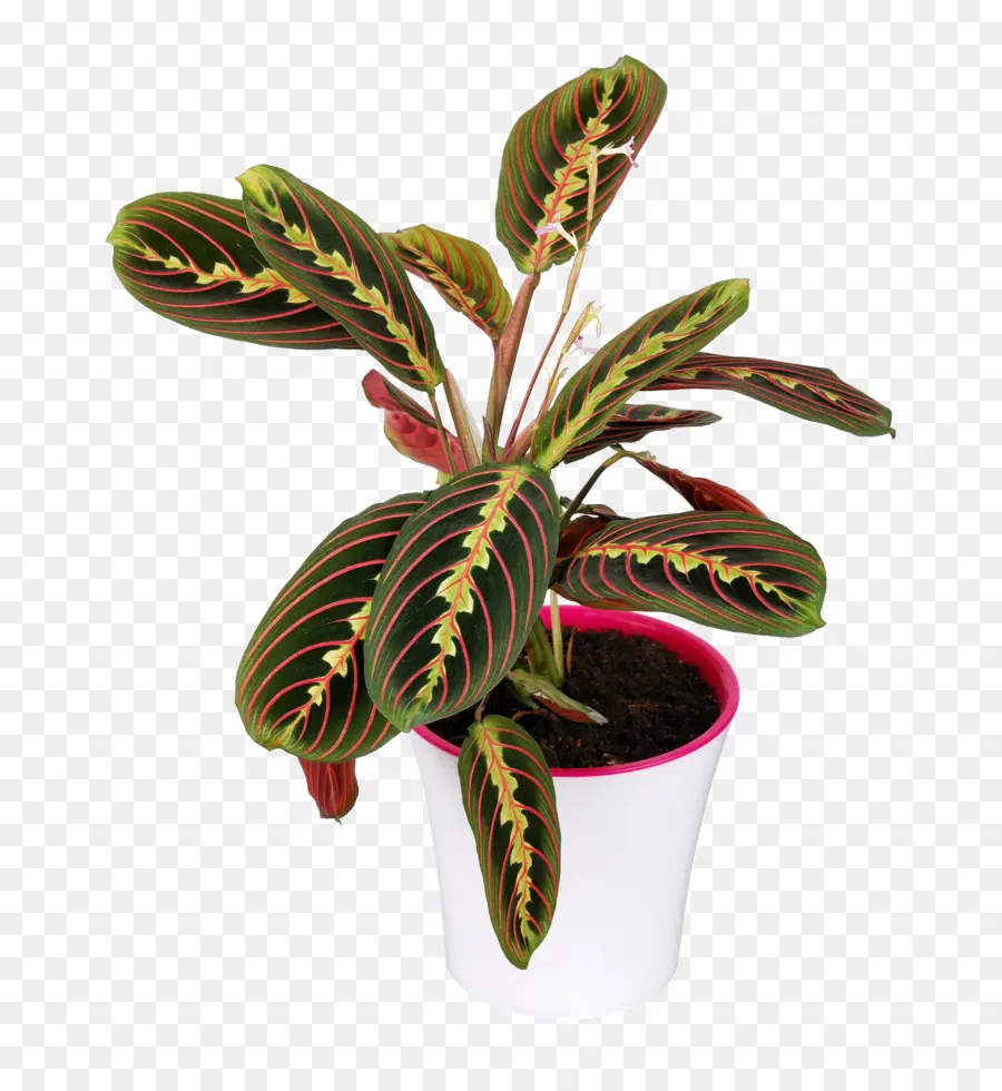 Planta Em Vaso，Pote PNG