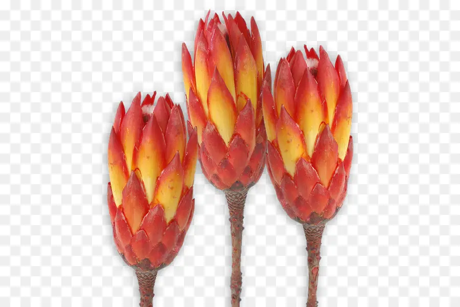 Flores Vermelhas E Amarelas，Caules PNG