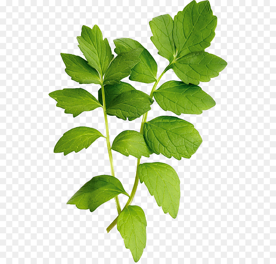 Folhas Verdes，Natureza PNG