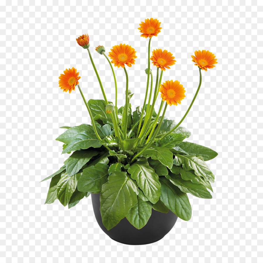 Flores De Corte，Crisântemo PNG