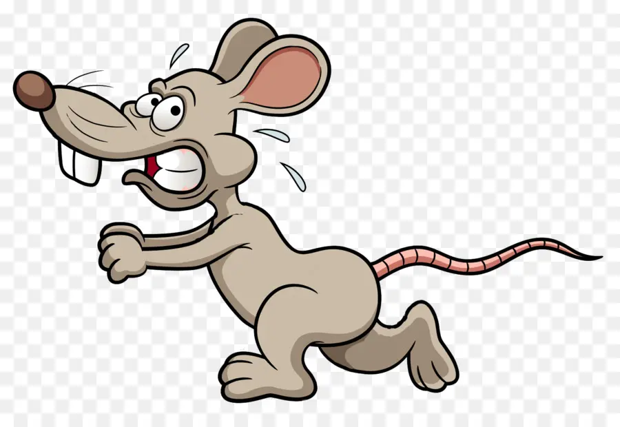 Rat，Laboratório De Ratos PNG