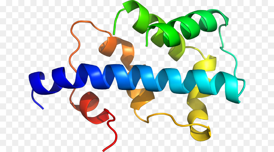 Estrutura Proteica，Biologia PNG