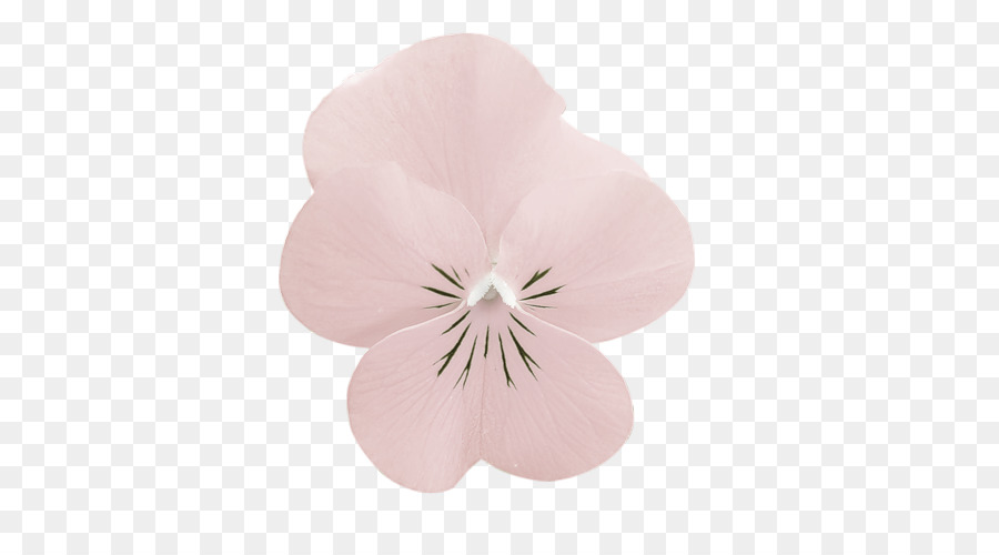 Flor Rosa，Florescer PNG