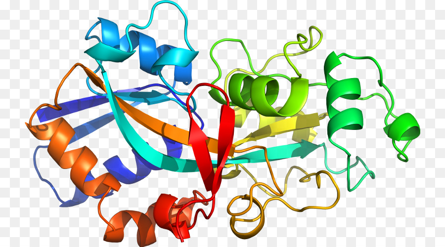 Estrutura Proteica，Molécula PNG