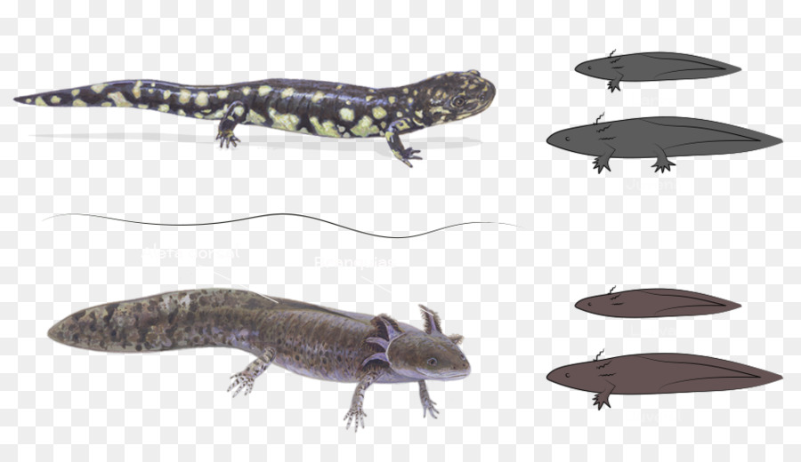 Newt，Ecossistema PNG