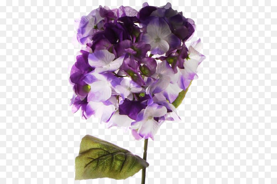 Hortênsia，Flores De Corte PNG