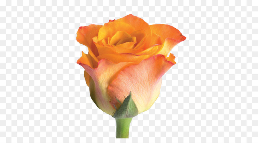 Rosa Vermelha，Florescer PNG