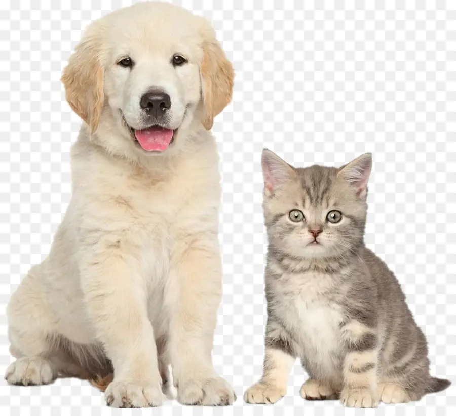 Cão，Gato PNG