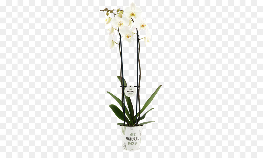 Orquídea，Flor PNG