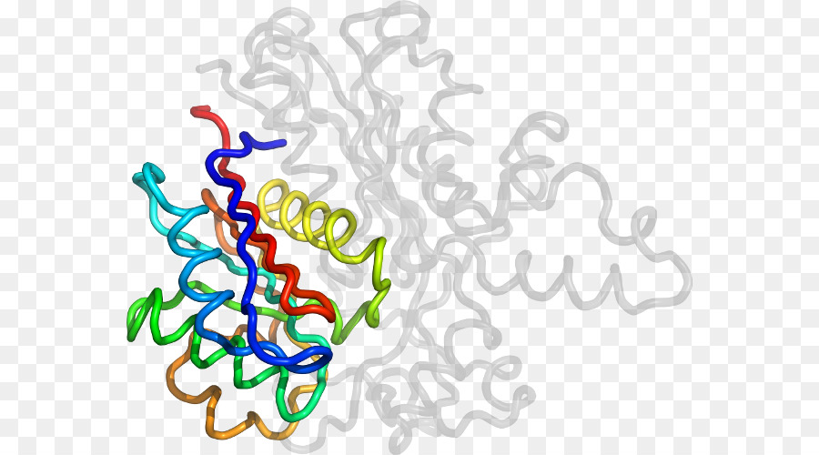 Estrutura Proteica，Biologia PNG