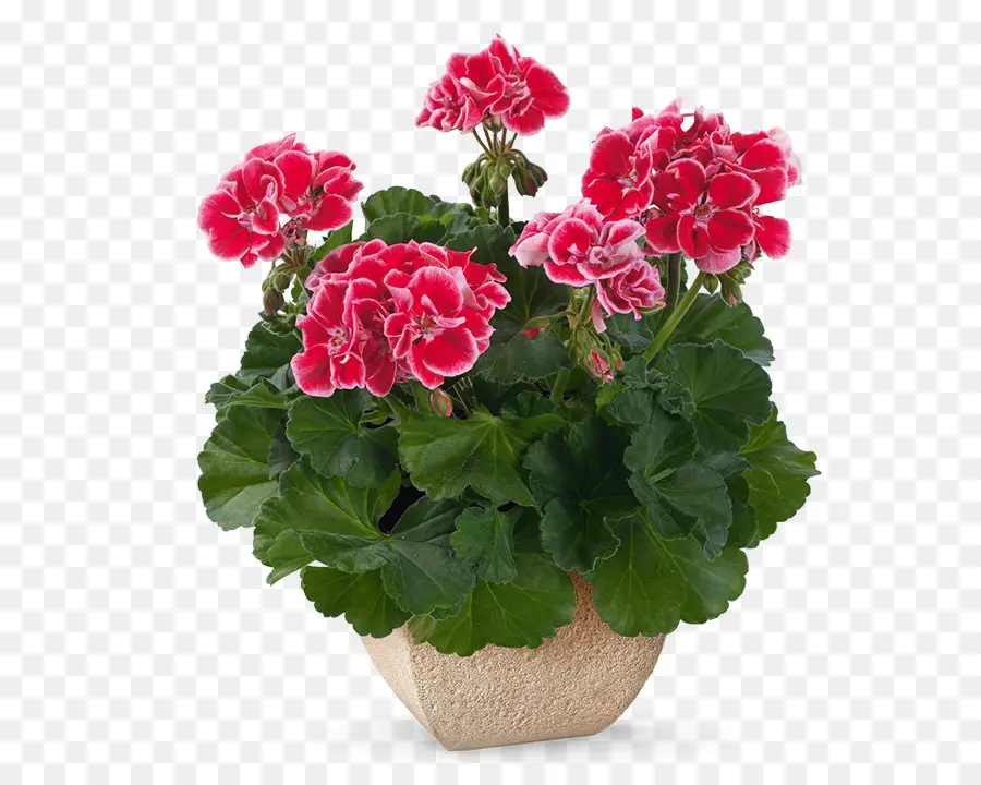 Guindaste Sbill，Flowerpot PNG