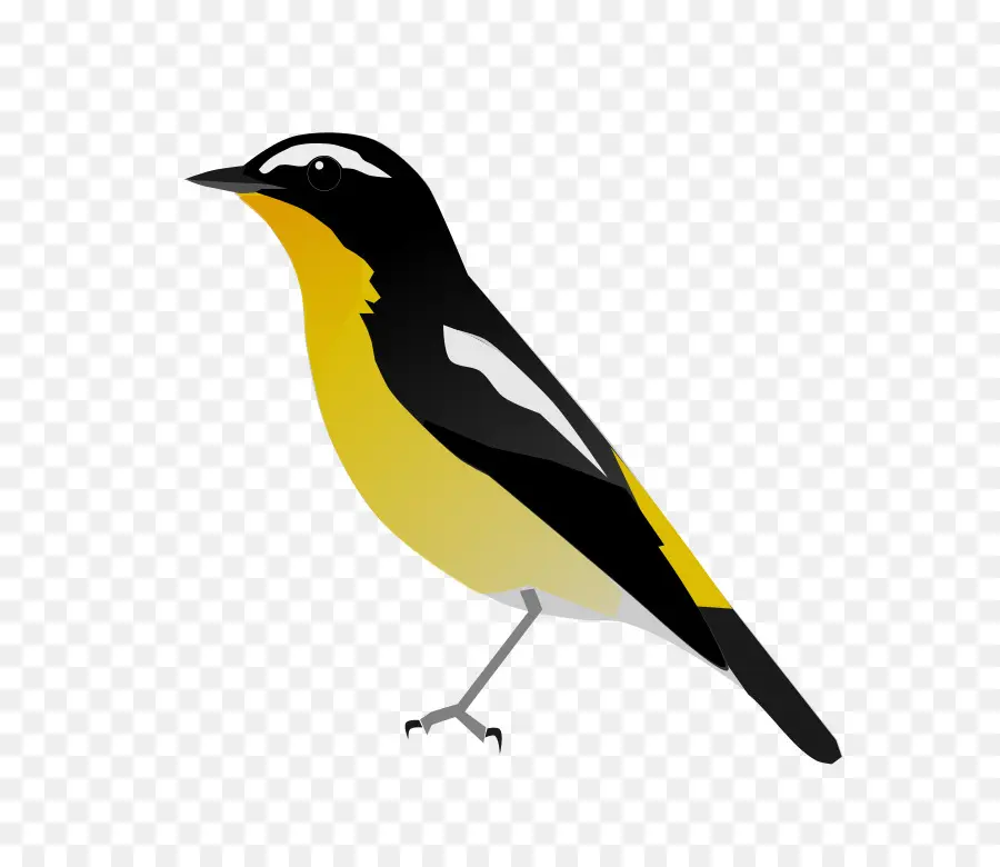 Yellowrumped Flycatcher，Aves PNG