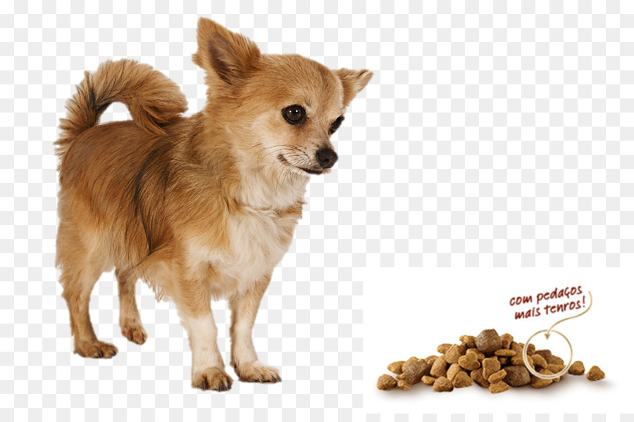 Chihuahua，Cachorro PNG