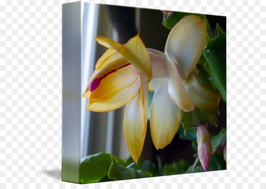Traça Orquídeas，Orquídeas Cattleya PNG