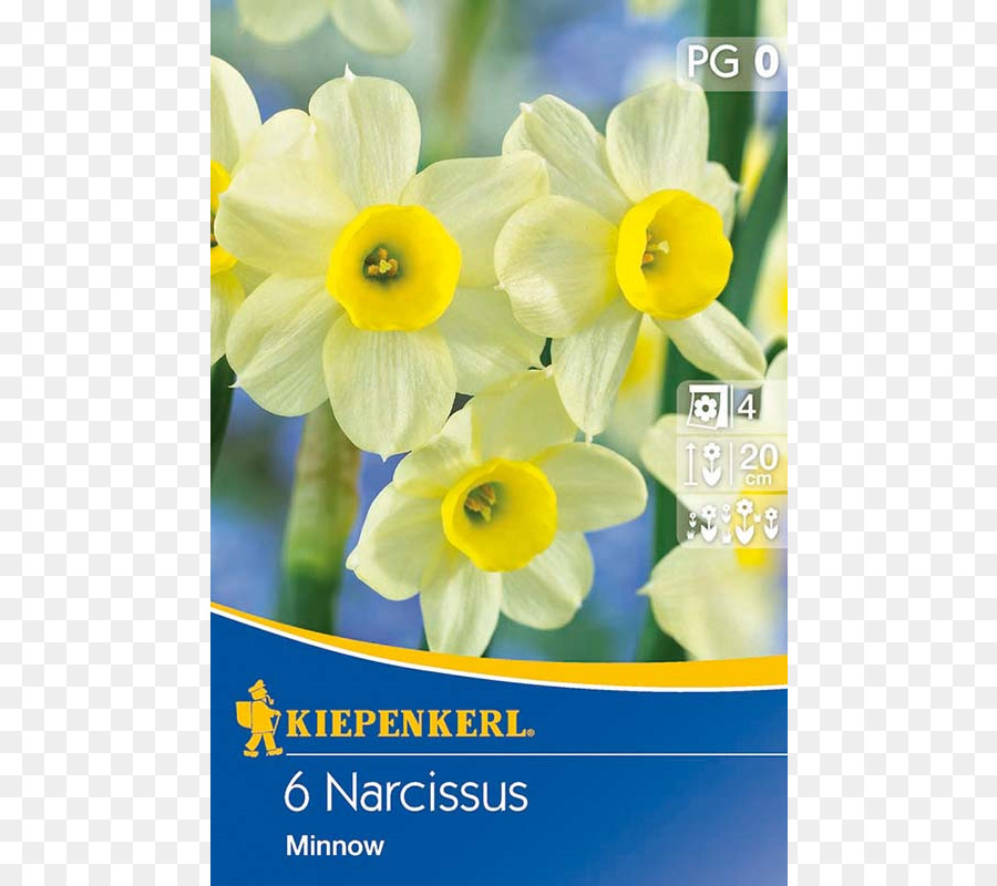 Narciso，Amarelo PNG