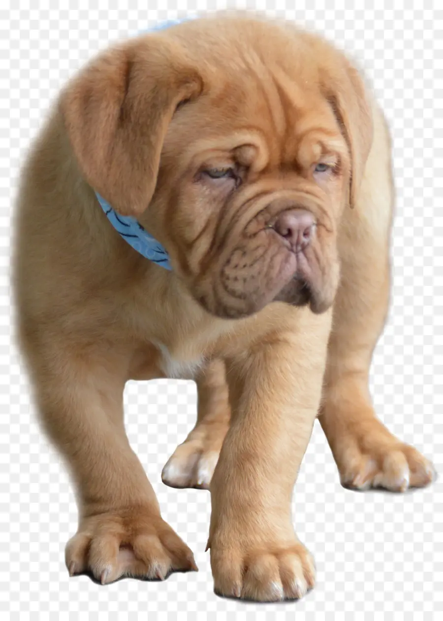 Raça Do Cão，Dogue De Bordeaux PNG