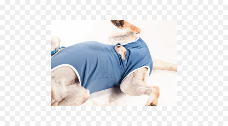 Filhote De Cachorro，Cão PNG