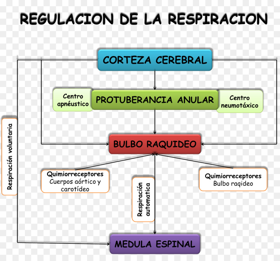 Respiração，Fisiologia PNG