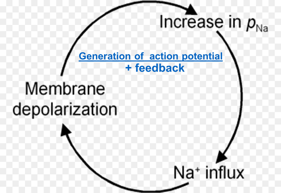 Documento，Linha PNG