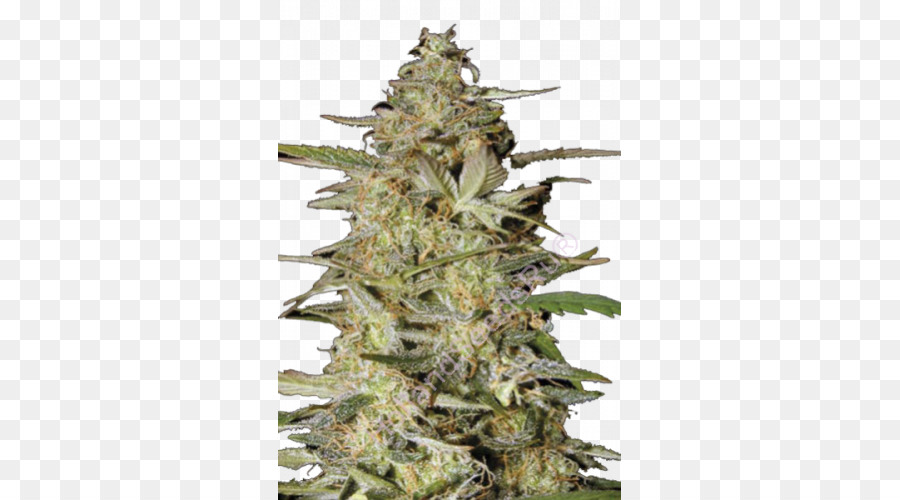 Cannabis，A Sensi Seeds PNG