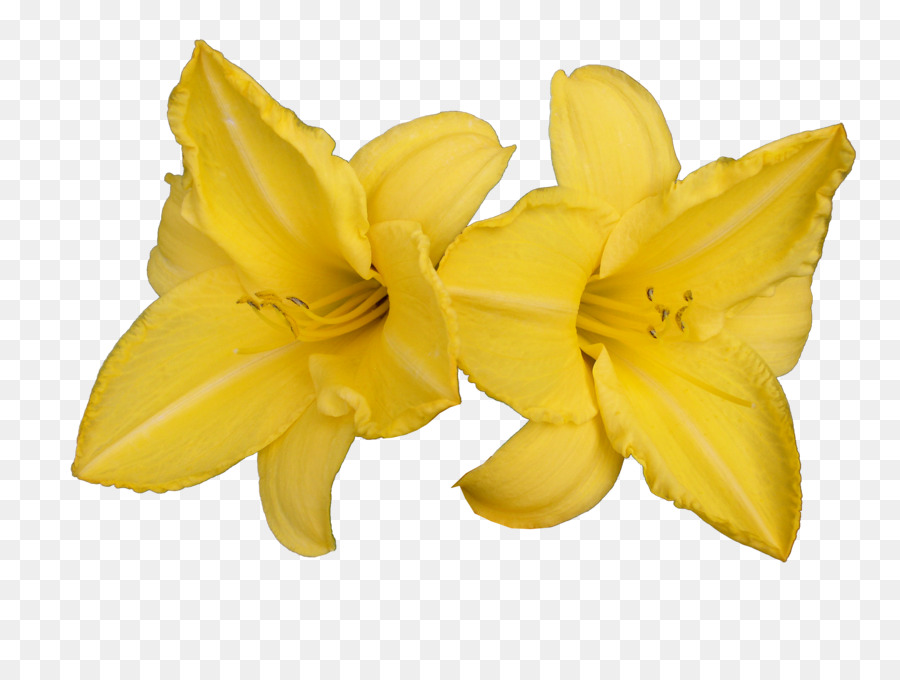 Narciso，Amarelo PNG