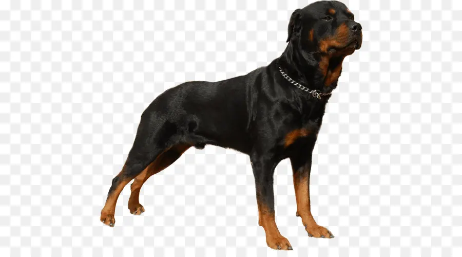 Rottweiler，O Dogo Argentino PNG