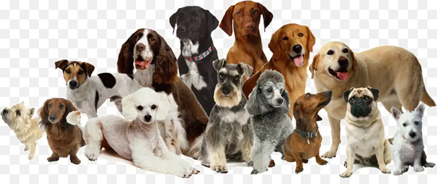 Cão，Veterinário Para Cães PNG