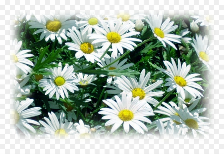 Margaridas，Branco PNG