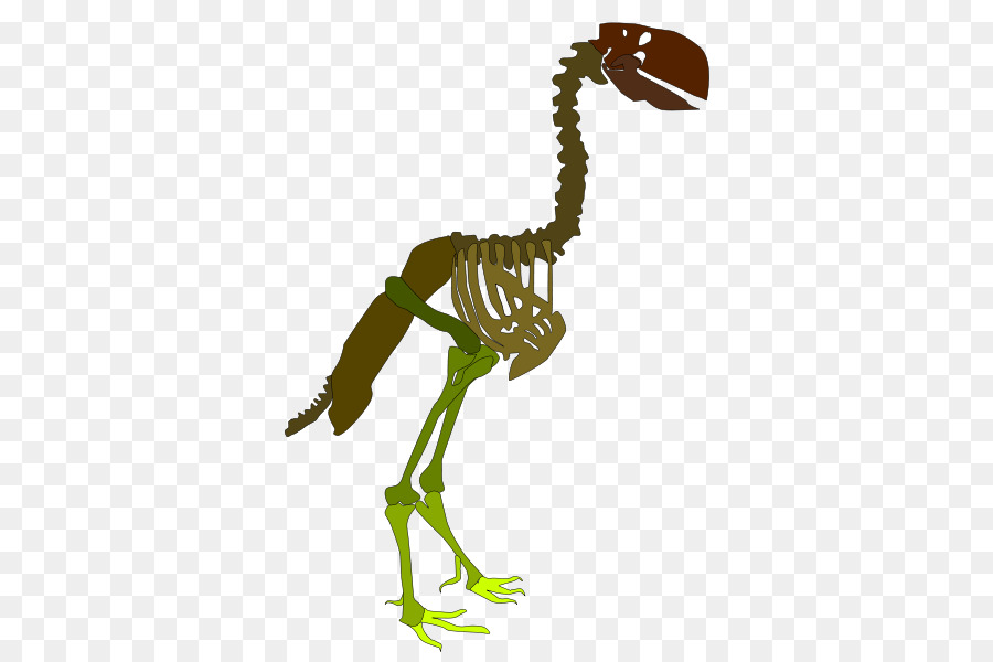 Esqueleto，Velociraptor PNG