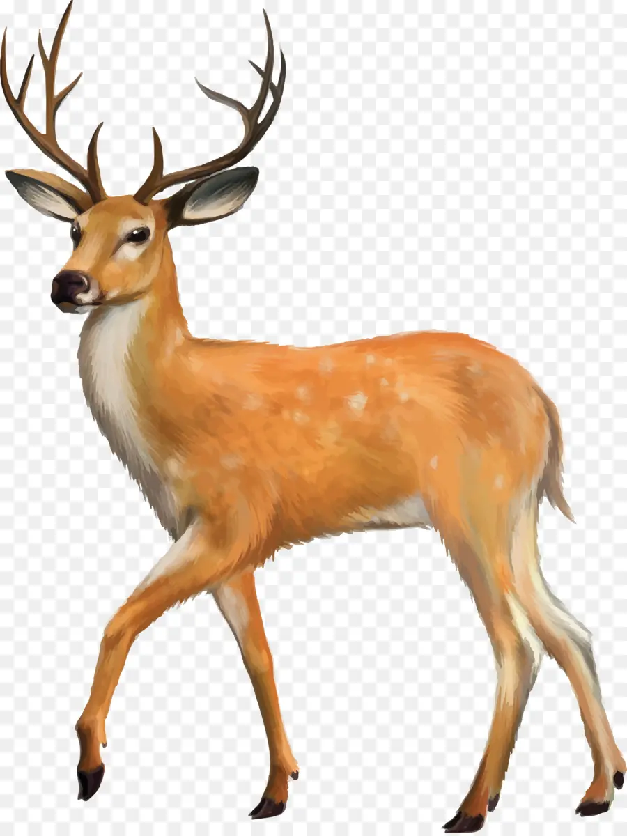 Veado，Whitetailed Veado PNG