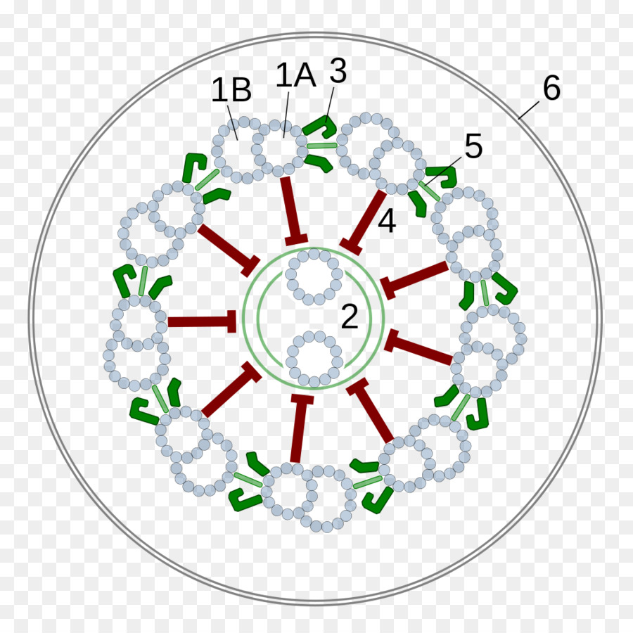 Seção Transversal De Uma Estrutura，Rótulos PNG