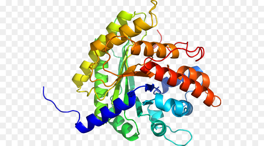 Estrutura Proteica，Biologia PNG