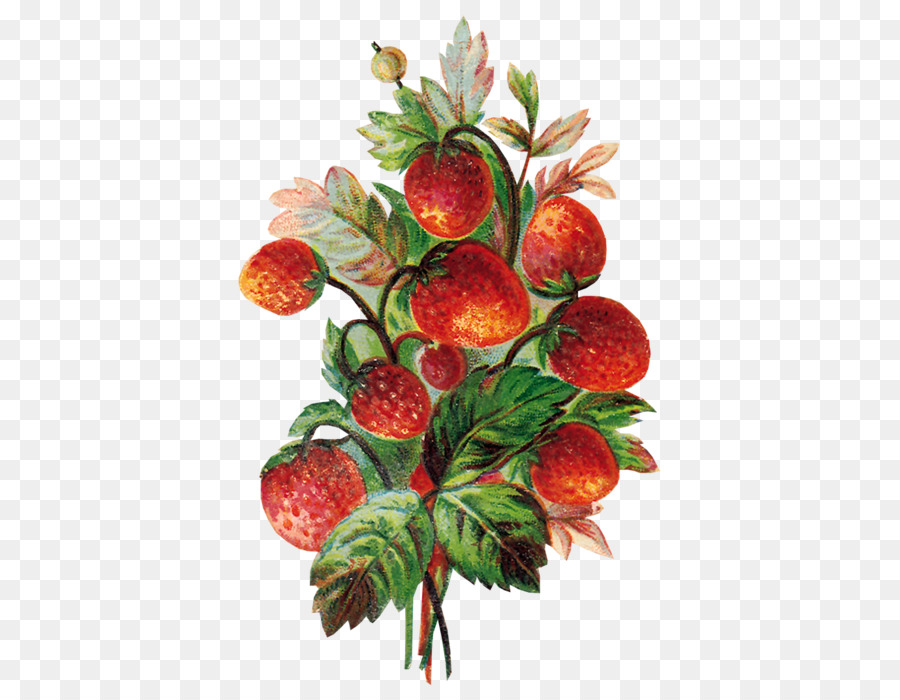 Morango，Frutas PNG