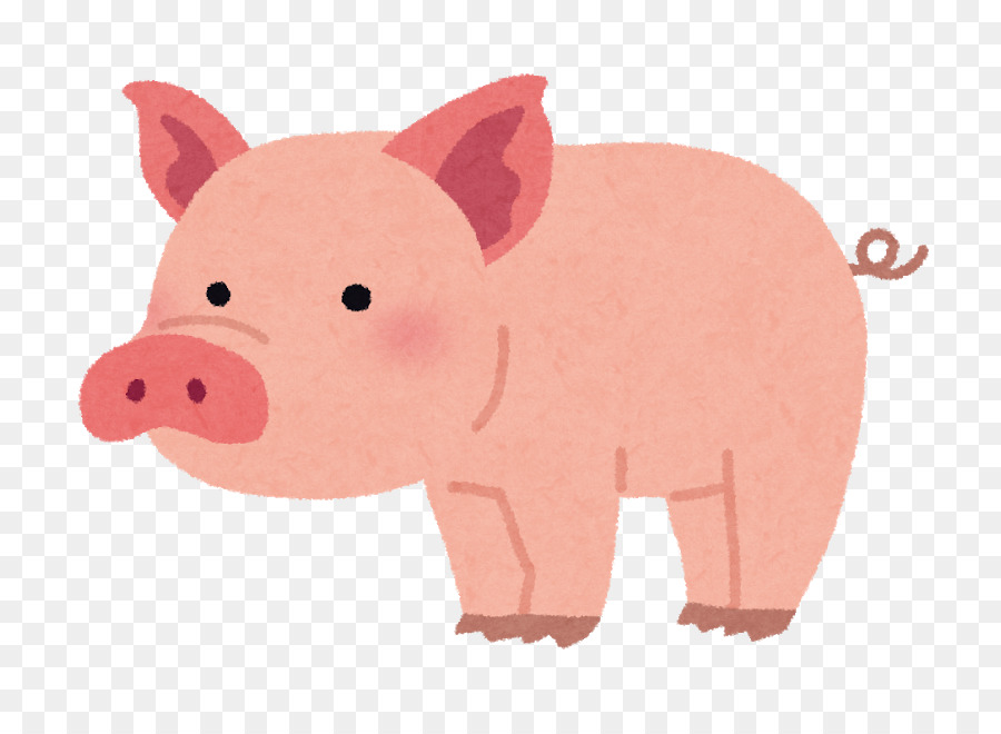 O Porco Doméstico，A Carne De Porco PNG