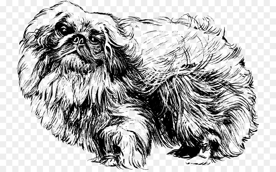 Pekingese，Shih Tzu PNG