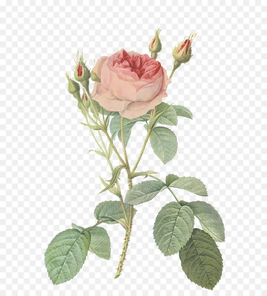 Rosas，As Rosas PNG