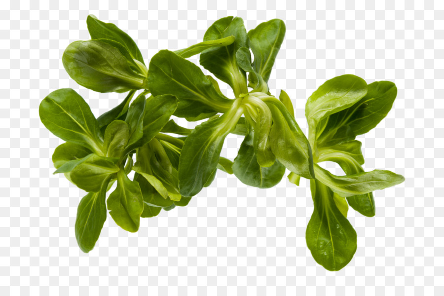 Folha Vegetal，Folha PNG