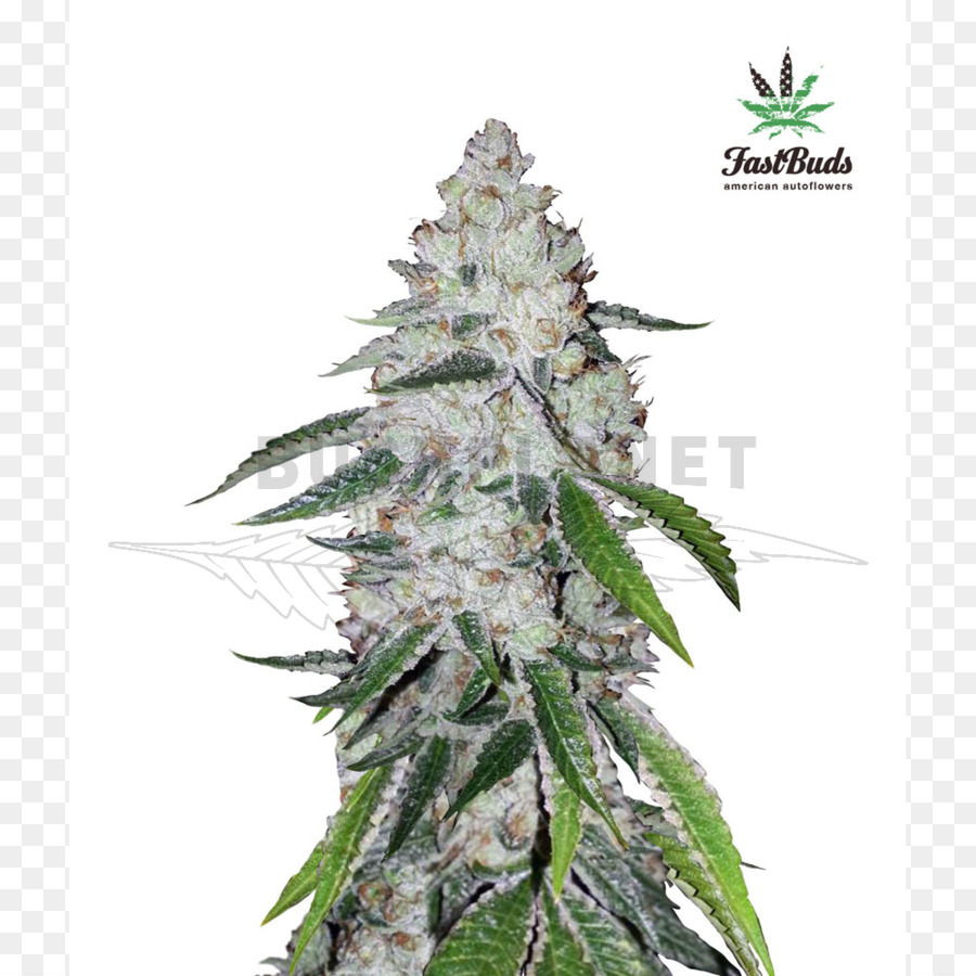 Planta De Cannabis，Folhas PNG