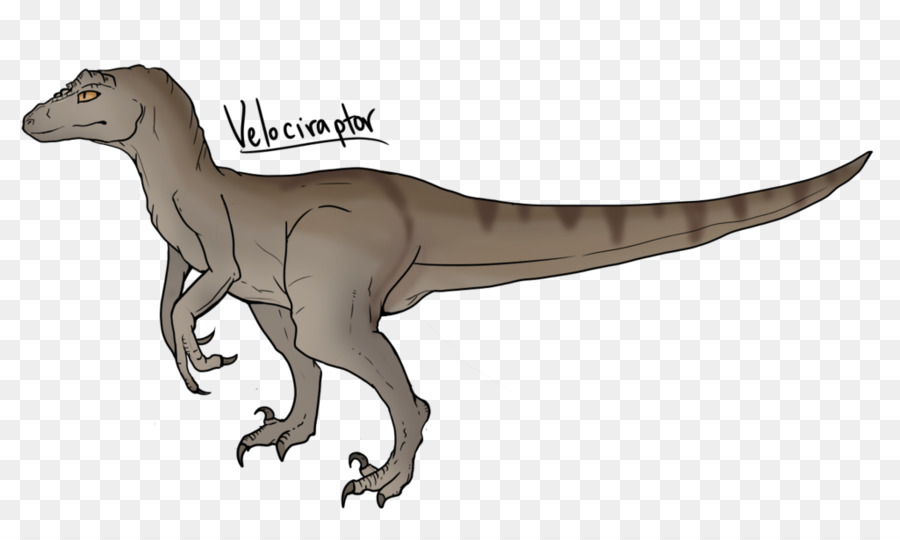 Velociraptor，Tiranossauro PNG