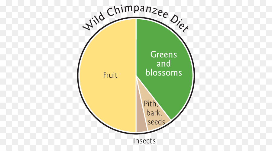 Matérias Foodism，Chimpanzé Comum PNG