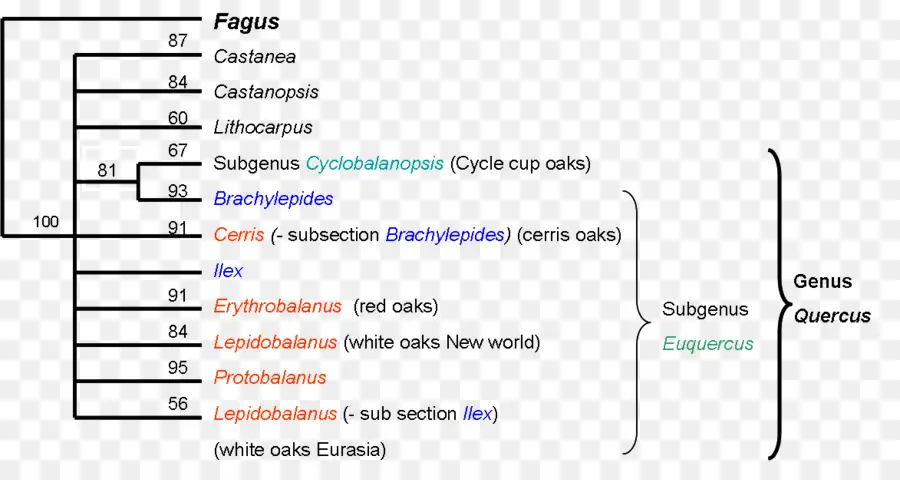 Árvore Filogenética，Fagus PNG