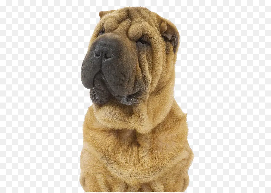 Shar Pei，Oripei PNG