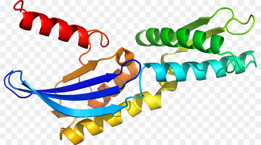 Hélice De Proteína，Molécula PNG