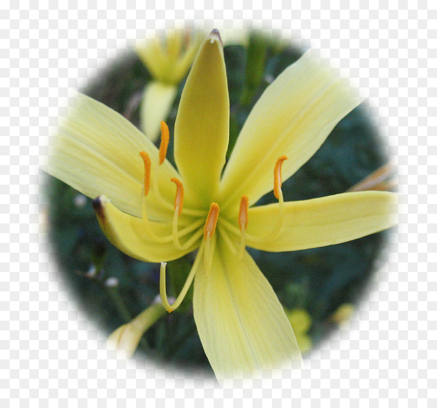 Lilium，Amarelo PNG