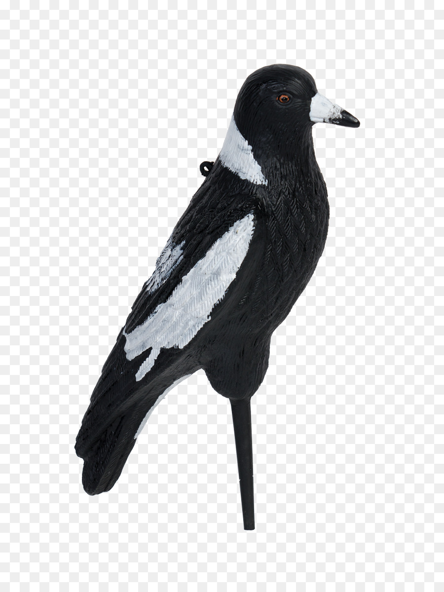 Eurásia Magpie，Magpie PNG