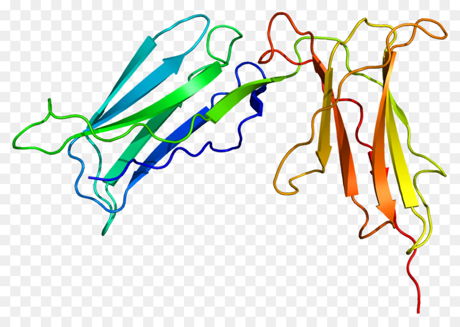 Killercell Receptor Para Immunoglobulinlik，Kir2dl1 PNG